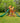 Wilderness Retreat Swing Set